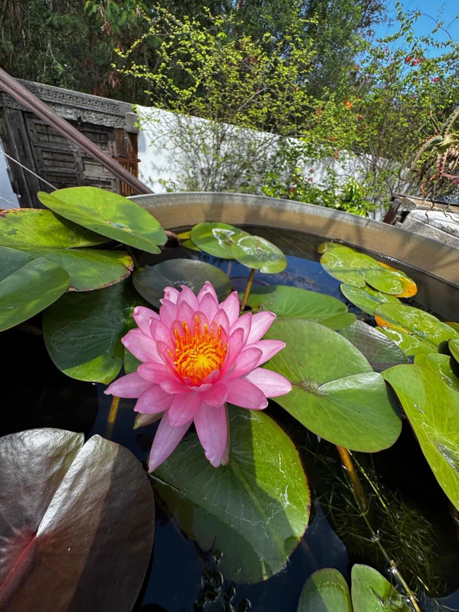 Lotus Garden - Ile De La Reunion Villa Ravine des Cabris ภายนอก รูปภาพ